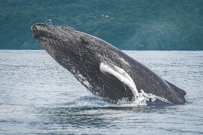 Corcovado Region Land and Ocean Wildlife Adventure - Final Thoughts