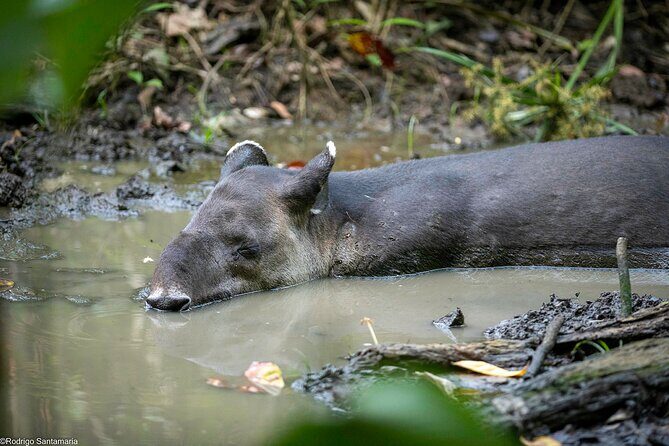 Corcovado Sirena + Cano Island Snorkel - 2 Seperate days - Key Points