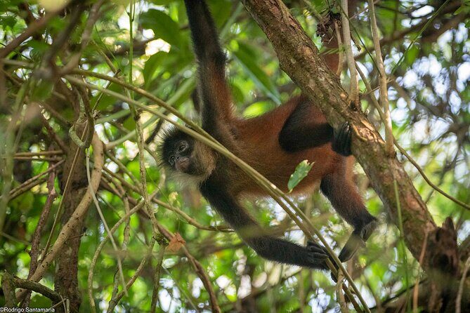 Corcovado Sirena + Cano Island Snorkel - 2 Seperate days - Exploring the Corcovado Sirena Station Day