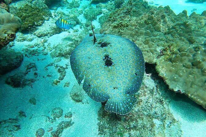 Corcovado Sirena + Cano Island Snorkel - 2 Seperate days - What’s Included and What to Expect
