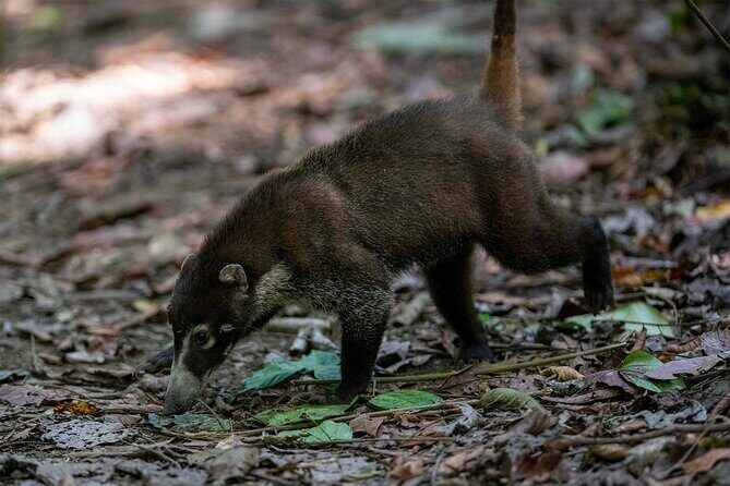 Corcovado Sirena + Cano Island Snorkel - 2 Seperate days - The Sum Up