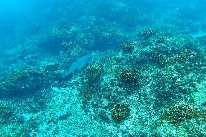 Corcovado Sirena + Cano Island Snorkel - 2 Seperate days - FAQ