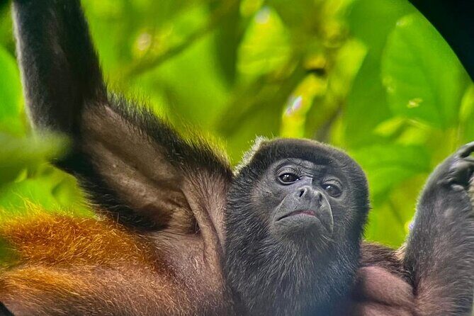 Corcovado Sirena Station Day Tour - Key Points