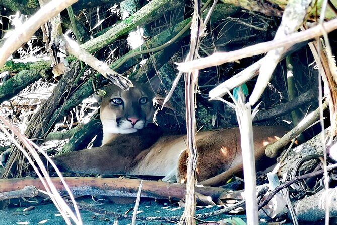 Corcovado Sirena Station Day Tour - Authenticity and Value