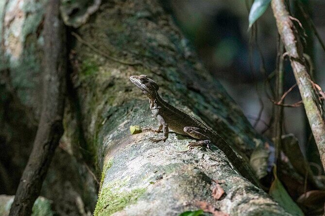 Corcovado Sirena Station From Puerto Jimenez By Boat ALL INCLUDED - FAQ