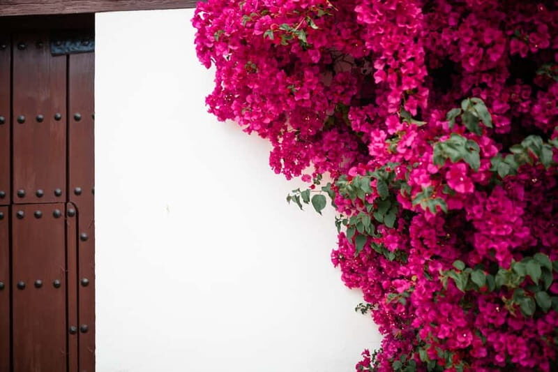 Córdoba: Guided tour in Spanish to the courtyards of Córdoba - Final Thoughts