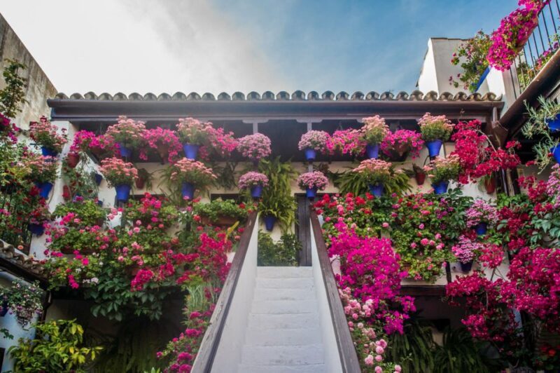 Córdoba: Guided Tour of the Patios - The Highlights and Unique Features
