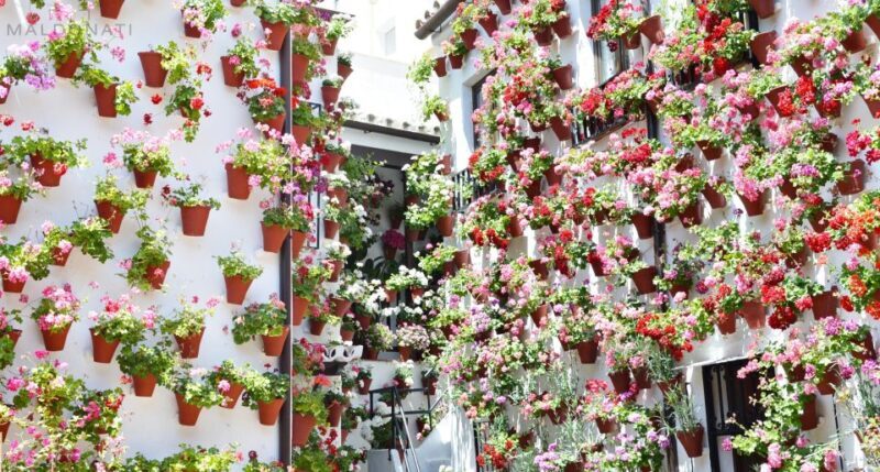 Córdoba Highlights Walking Tour - A Closer Look at the Córdoba Highlights Walking Tour