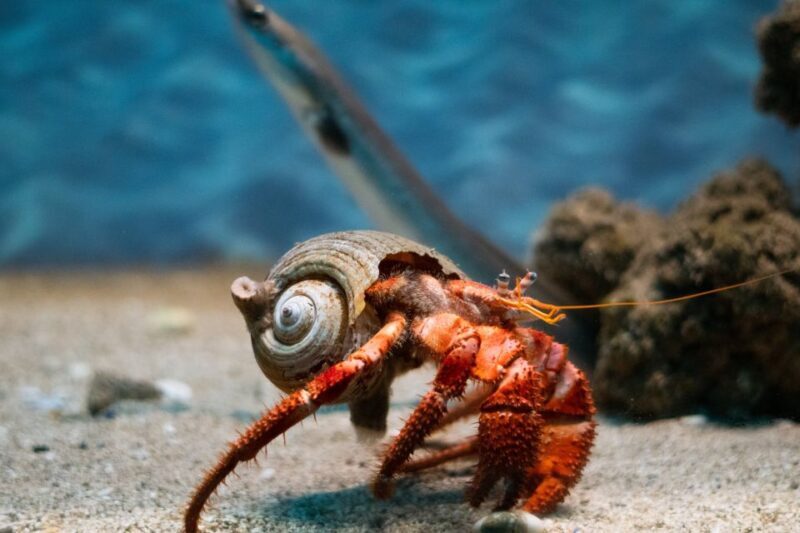 Corfu: Aquarium Entry Ticket with Guided Tour - Corfu: Aquarium Entry Ticket with Guided Tour — A Closer Look