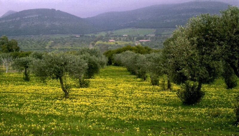 Corfu: Hiking in Olive Groves,Village,Sunset,with Swim Stop - Who Should Consider This Tour?