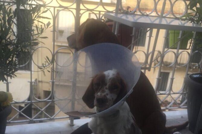 Corfu Old Town Guide Tour with Dog or City with 4 paws - Key Points