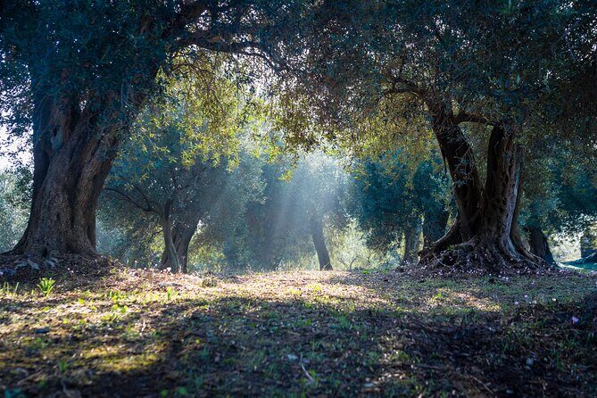 Corfu Organic Olive Oil Tasting at Family Farm - Exploring Corfus Olive Oil Heritage