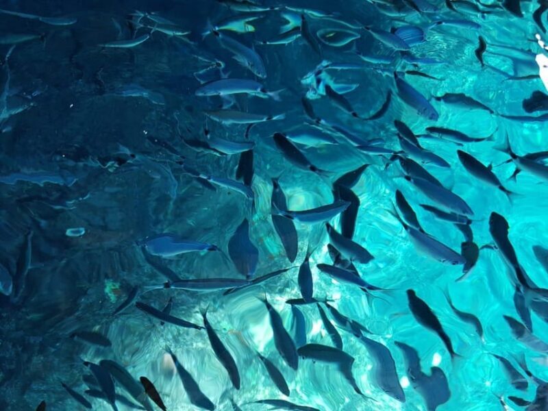Corfu Paleokastritsa Paradise SUNSET CRUISE - Frequently Asked Questions