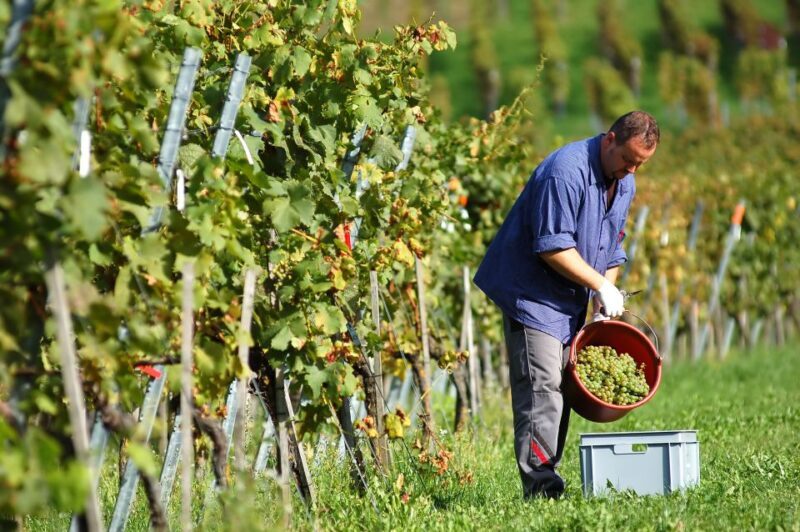 Corfu: Winery Tour and Tasting - Corfu: Winery Tour and Tasting – A Flavourful Dive into Greek Wine