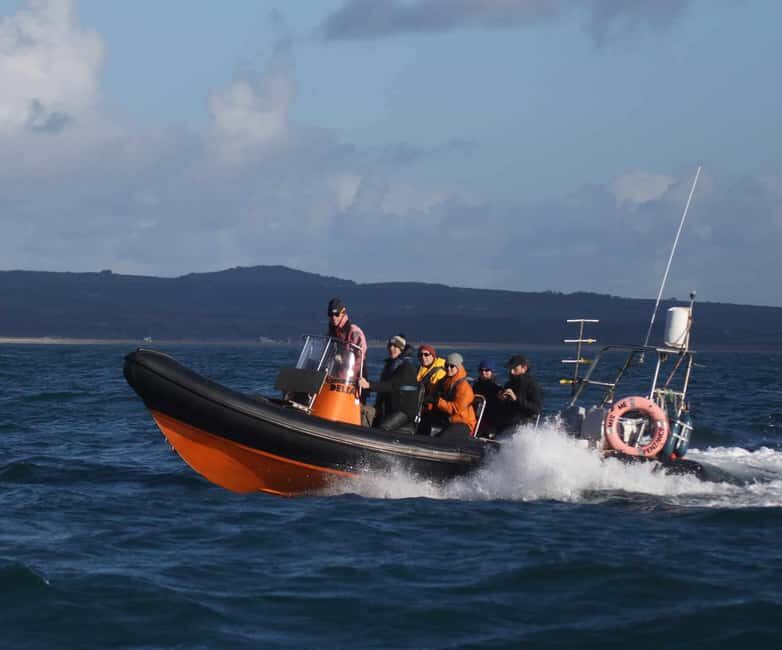 Cornwall: 2 hour Wildlife Watching RIB Tour Adventure - In-Depth Look at the Wildlife Watching RIB Tour