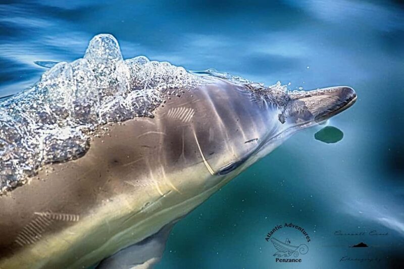 Cornwall: 2 hour Wildlife Watching RIB Tour Adventure - Practical tips for travelers