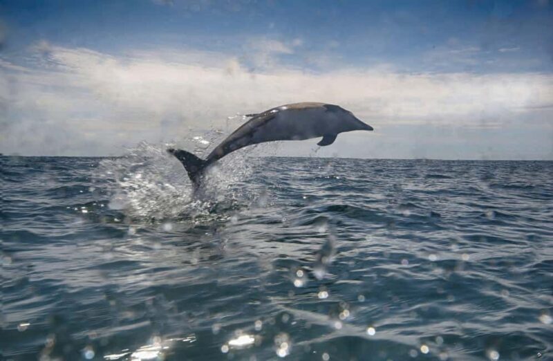 Cornwall: 2 hour Wildlife Watching RIB Tour Adventure - The Sum Up