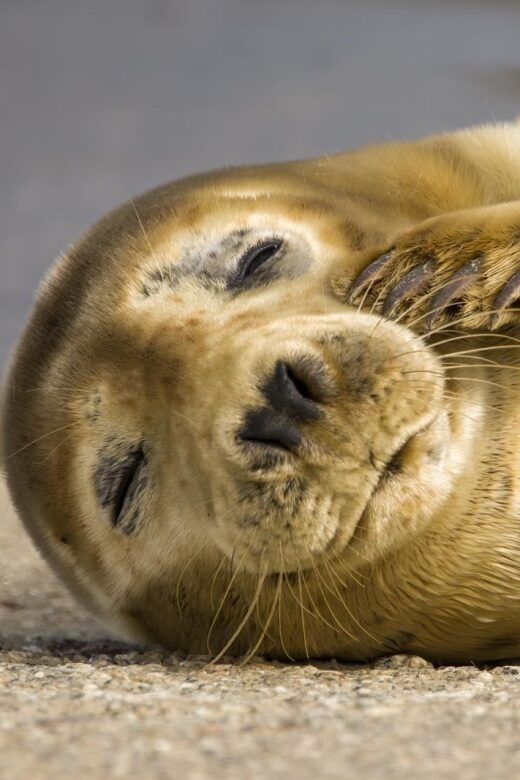 Cornwall: Guided Seal Safari by Boat - The Sum Up