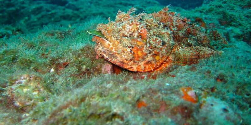 Coron: Barracuda Lake, Skeleton Wreck, Twin Lagoon Boat Tour - The Sum Up