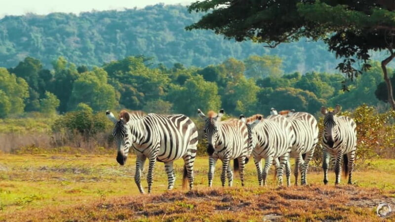 Coron: Black Island & Calauit Private Safari Tour - Authentic Experiences and Traveler Insights