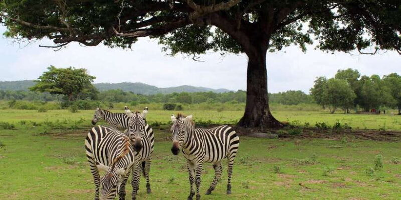 Coron: Black Island & Calauit Private Safari Tour - Final Thoughts: Who Is This Tour For?