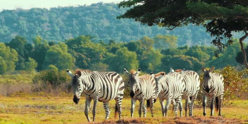 Coron: Black Island & Calauit Private Safari Tour - Final Reflection
