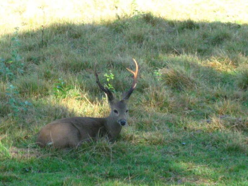 Coron: Calauit Safari Adventure - An In-Depth Look at Coron’s Calauit Safari Adventure
