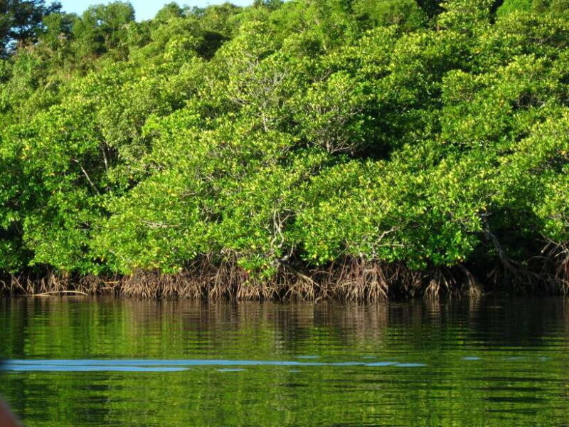 Coron: Calauit Safari Adventure - Authentic Moments and Real Experiences