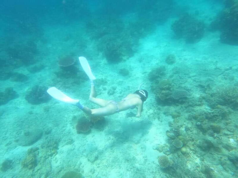 Coron: Dugong Watching with Sea Turtle and Coral Garden tour - Key Points