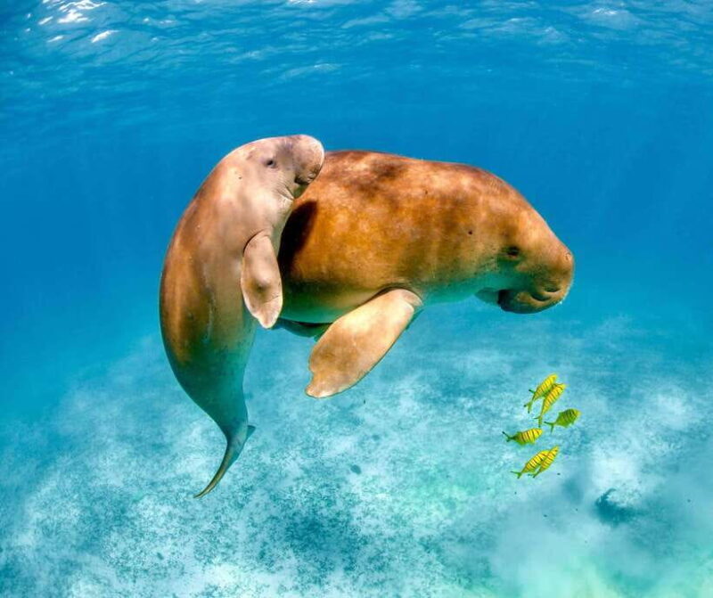 Coron: Dugong Watching with Sea Turtle and Coral Garden tour - Exploring Coron’s Marine Wonders: A Close Look at the Dugong Tour