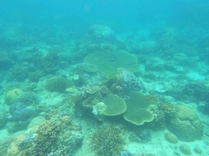 Coron: Dugong Watching with Sea Turtle and Coral Garden tour - Who Should Consider This Tour?