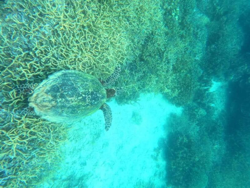 Coron: Dugong Watching with Sea Turtle and Coral Garden tour - Final Thoughts