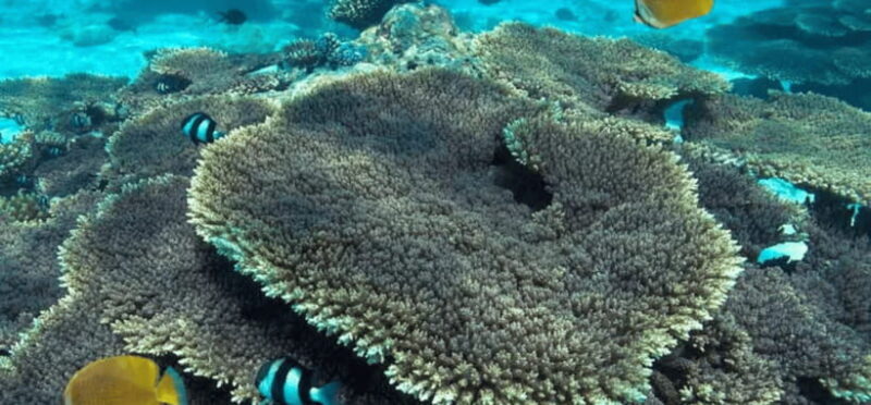 Coron: Pukaway Cave Underground Lake Tour w/Lunch (Shared) - Key Points