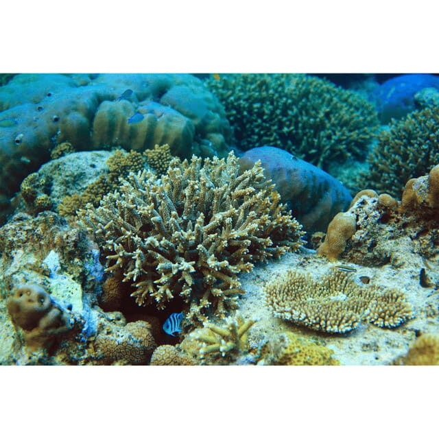 Coron: Reef & East Tangat Wrecks Tour with Lunch - Who Should Consider This Tour?