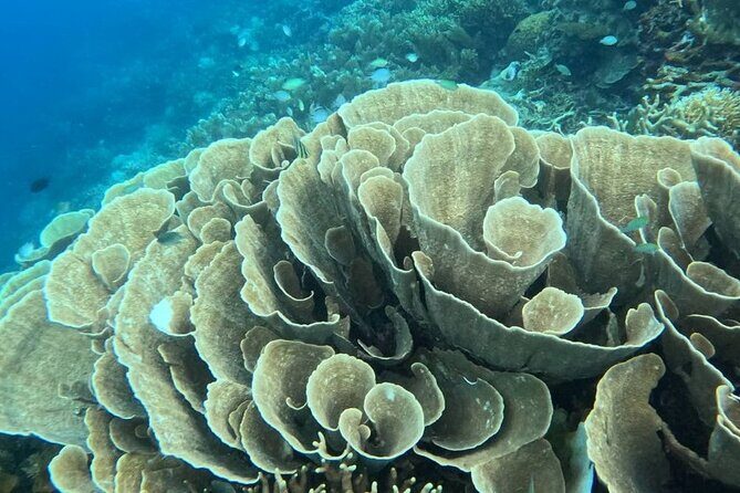 Coron Shipwrecks and Lusong Coral Garden tour (Private / Shared) - Who Should Book This Tour?