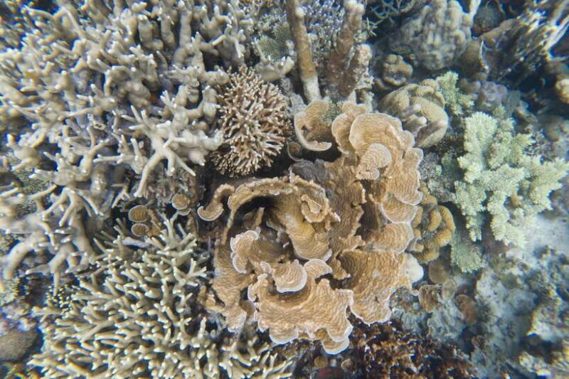 Coron Tour A: Kayangan Lake & Quin Reef Tour with Lunch - Who Should Consider This Tour?