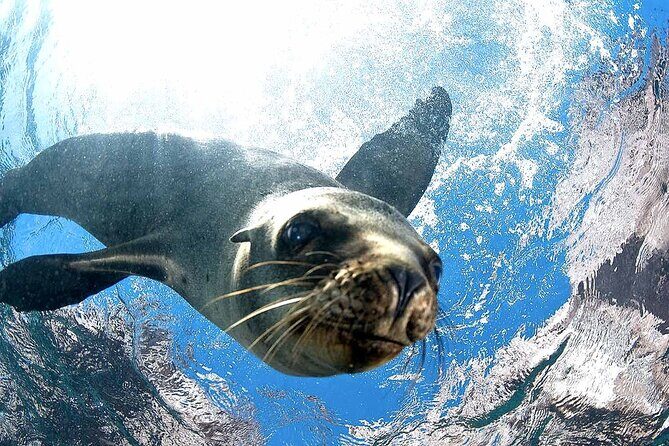 Coronado Island Adventure, snorkeling & picnic on the beach - Key Points