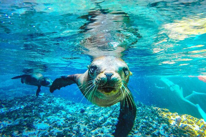 Coronado Island Adventure, snorkeling & picnic on the beach - FAQs