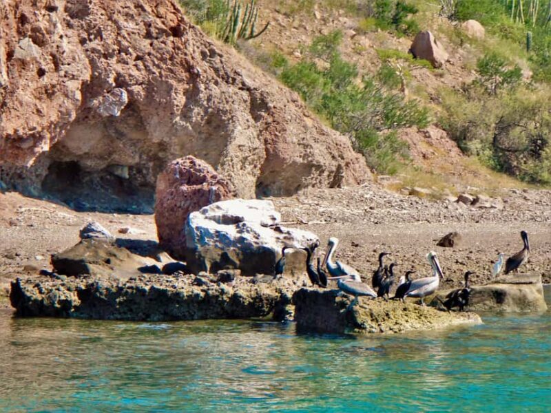 Coronado Island and Snorkel Tour - FAQ