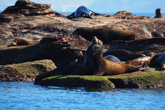 Coronado Island Visit and Sea Lions Swimming - Coronado Island Visit and Sea Lions Swimming: A Natural Adventure in Loreto