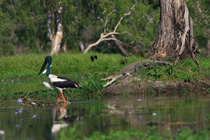Corroboree Billabong Wetland Cruises - 1.5 hour Morning cruise - Exploring Corroboree Billabong Wetland Cruises in Detail
