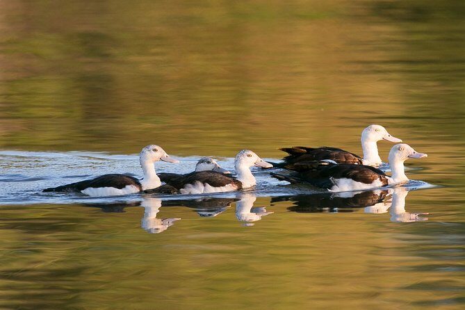 Corroboree Billabong Wetland Cruises - 1.5 hour Morning cruise - Who Would Enjoy This Tour?