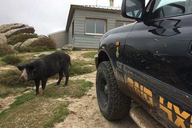 Corsica Extreme Sud Day 4X4 Excursions from Porto-Vecchio - FAQ