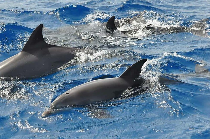 Corsica: Guided Sea Trip From Porto-Ota - Why Choose This Sea Trip?