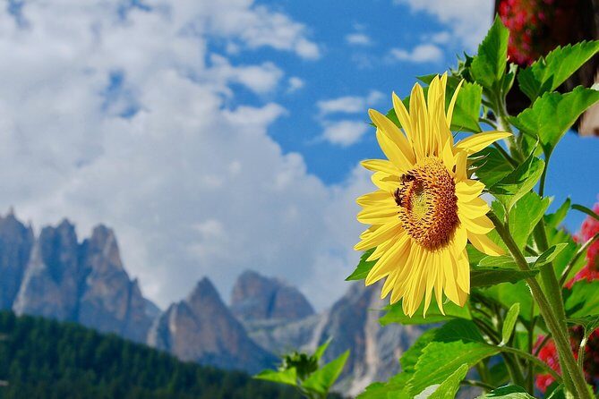 Cortina & Dolomites Small Group full Day tour from Venice - A Deep Dive into the Dolomites Tour
