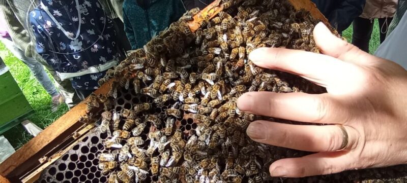 Corund, HR: Visit to bee-keeper, tasting & hive-opening - Who Should Consider This Tour?