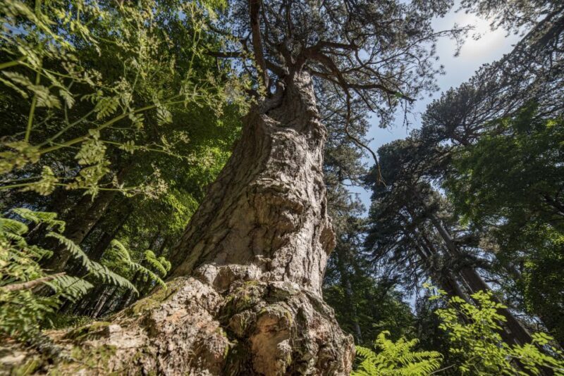 Cosenza: Giants of the Sila - Key Points