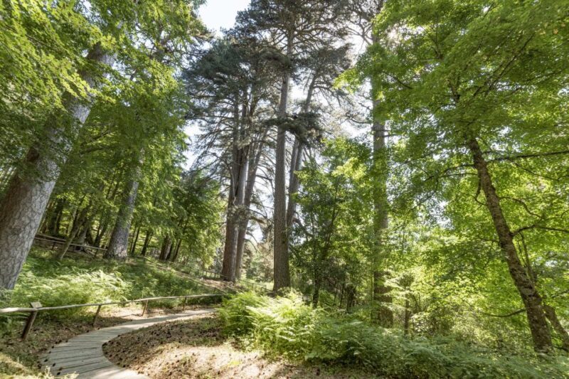 Cosenza: Giants of the Sila - An In-Depth Look at the Giants of the Sila Experience