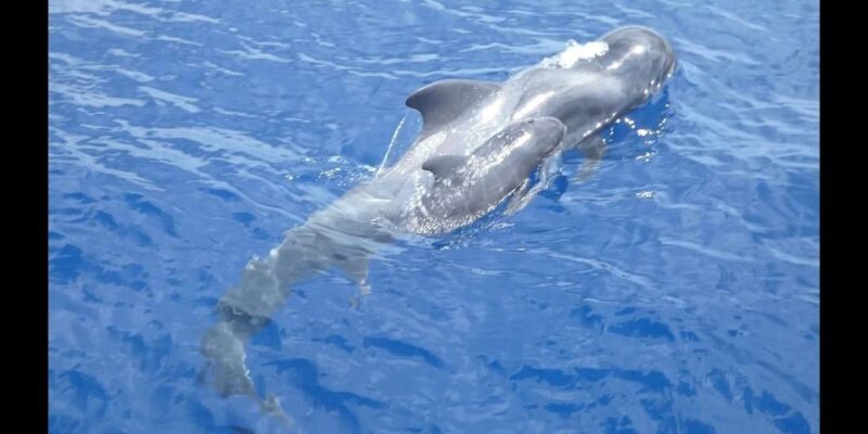 Costa Adeje: Whale and Dolphin Cruise with Food and Pickup - Discover the Marine Wonders of Costa Adeje with a Whale and Dolphin Cruise