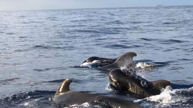 Costa Adeje: Whale and Dolphin Cruise with Food and Pickup - Authentic Reviews and What They Tell Us